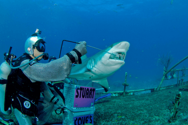 Shark Feeding - Enjoy The Thrills Of Ocean Park In Hong Kong Enjoy The Thrills Of Ocean Park In Hong Kong