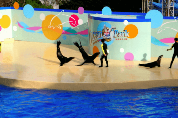 Ocean Theater - Enjoy The Thrills Of Ocean Park In Hong Kong Enjoy The Thrills Of Ocean Park In Hong Kong