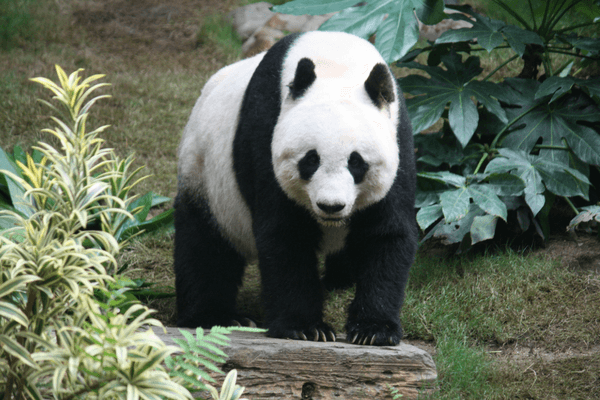 Giant Panda - Enjoy The Thrills Of Ocean Park In Hong Kong Enjoy The Thrills Of Ocean Park In Hong Kong
