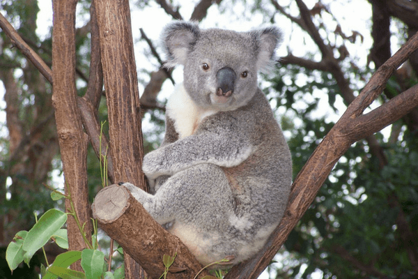 Koala Bear - Enjoy The Thrills Of Ocean Park In Hong Kong Enjoy The Thrills Of Ocean Park In Hong Kong