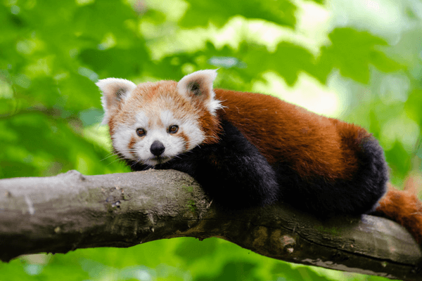 Red Panda - Enjoy The Thrills Of Ocean Park In Hong Kong Enjoy The Thrills Of Ocean Park In Hong Kong