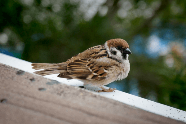 Brown Feathered Sparrow - Enjoy The Thrills Of Ocean Park In Hong Kong Enjoy The Thrills Of Ocean Park In Hong Kong
