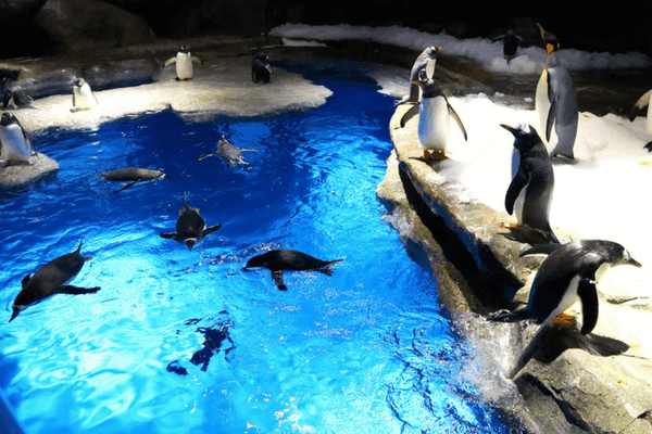 South Pole Spectacular - Enjoy The Thrills Of Ocean Park In Hong Kong Enjoy The Thrills Of Ocean Park In Hong Kong