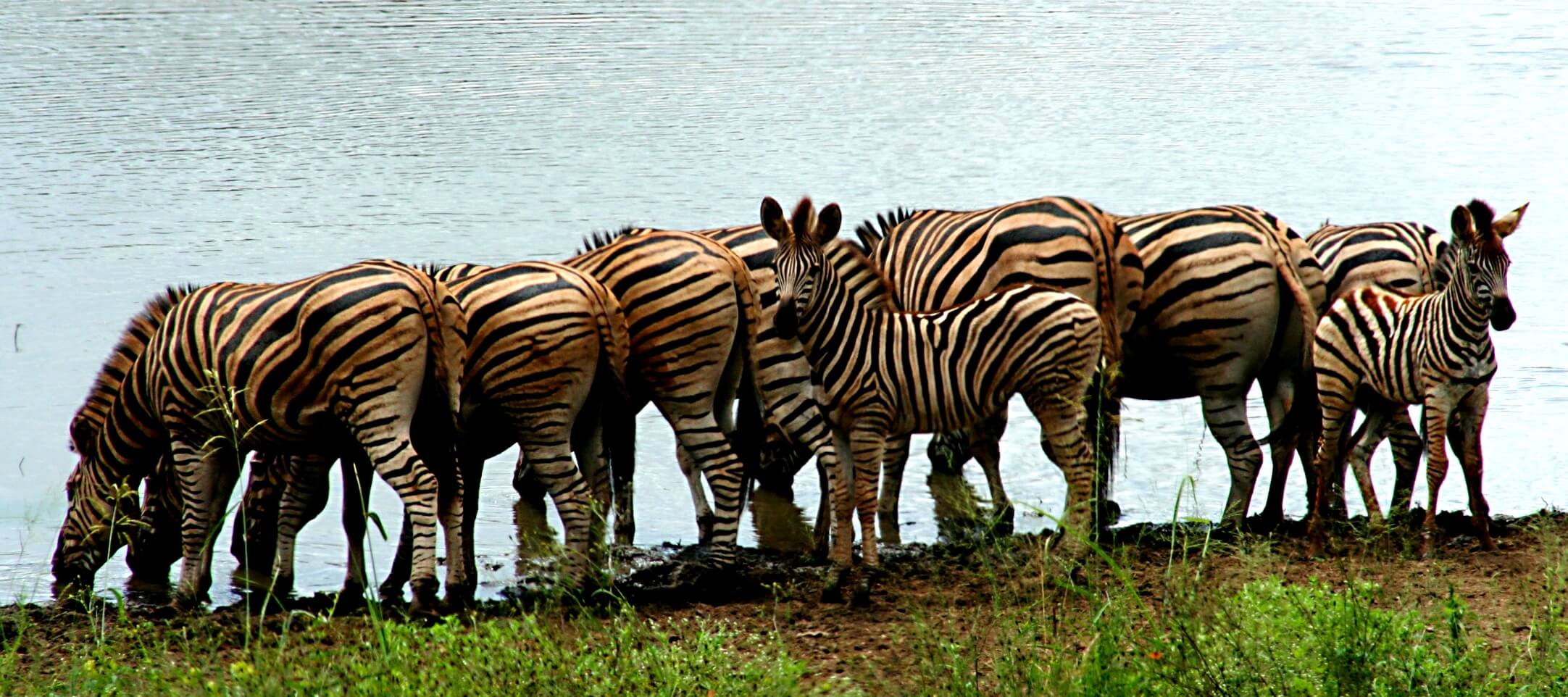 Simbabli-Africa Safari
