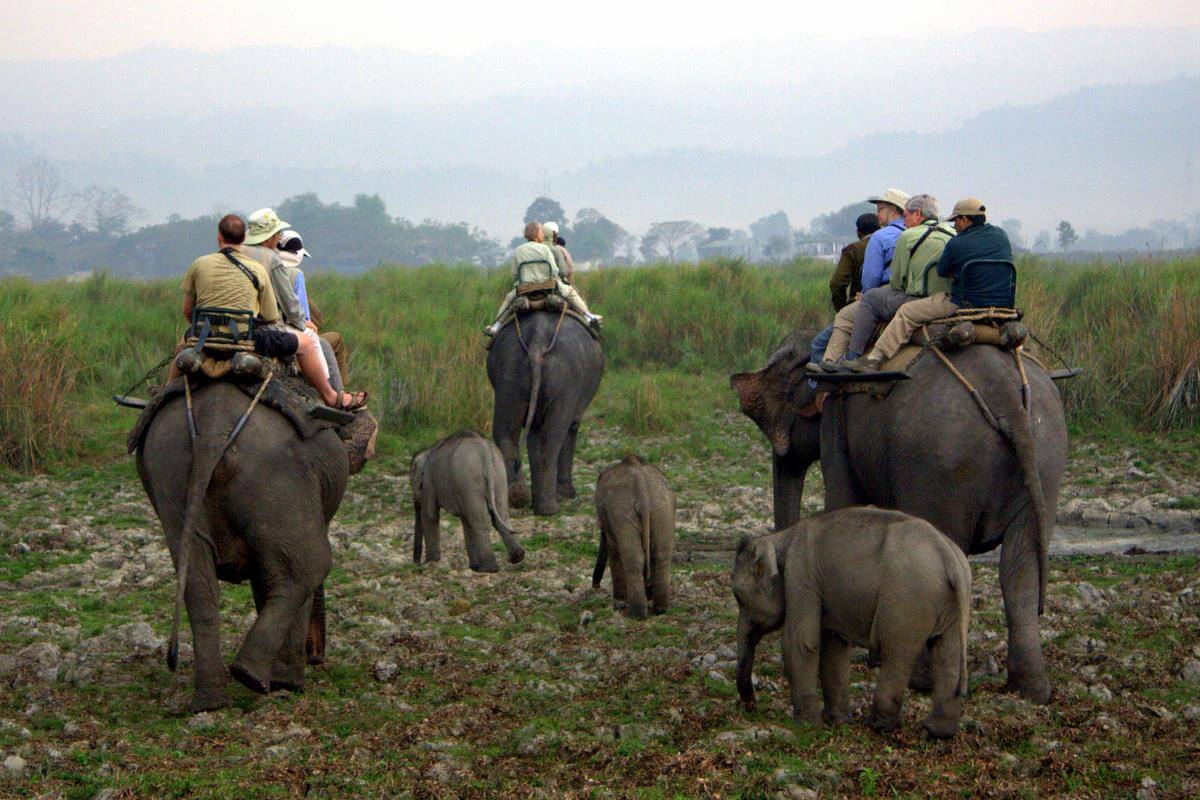 Kaziranga National Park (Assam)