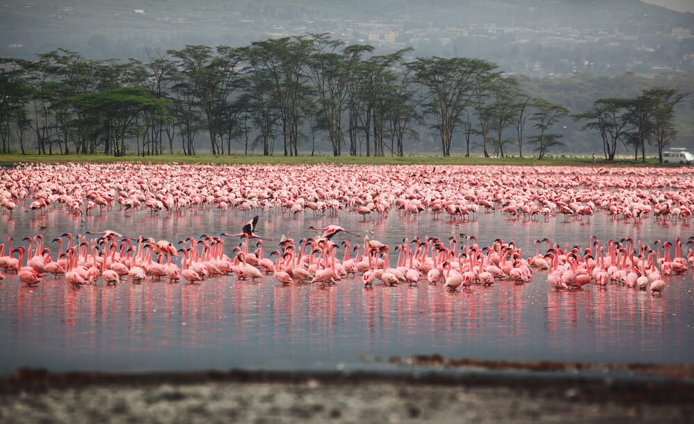African Safari