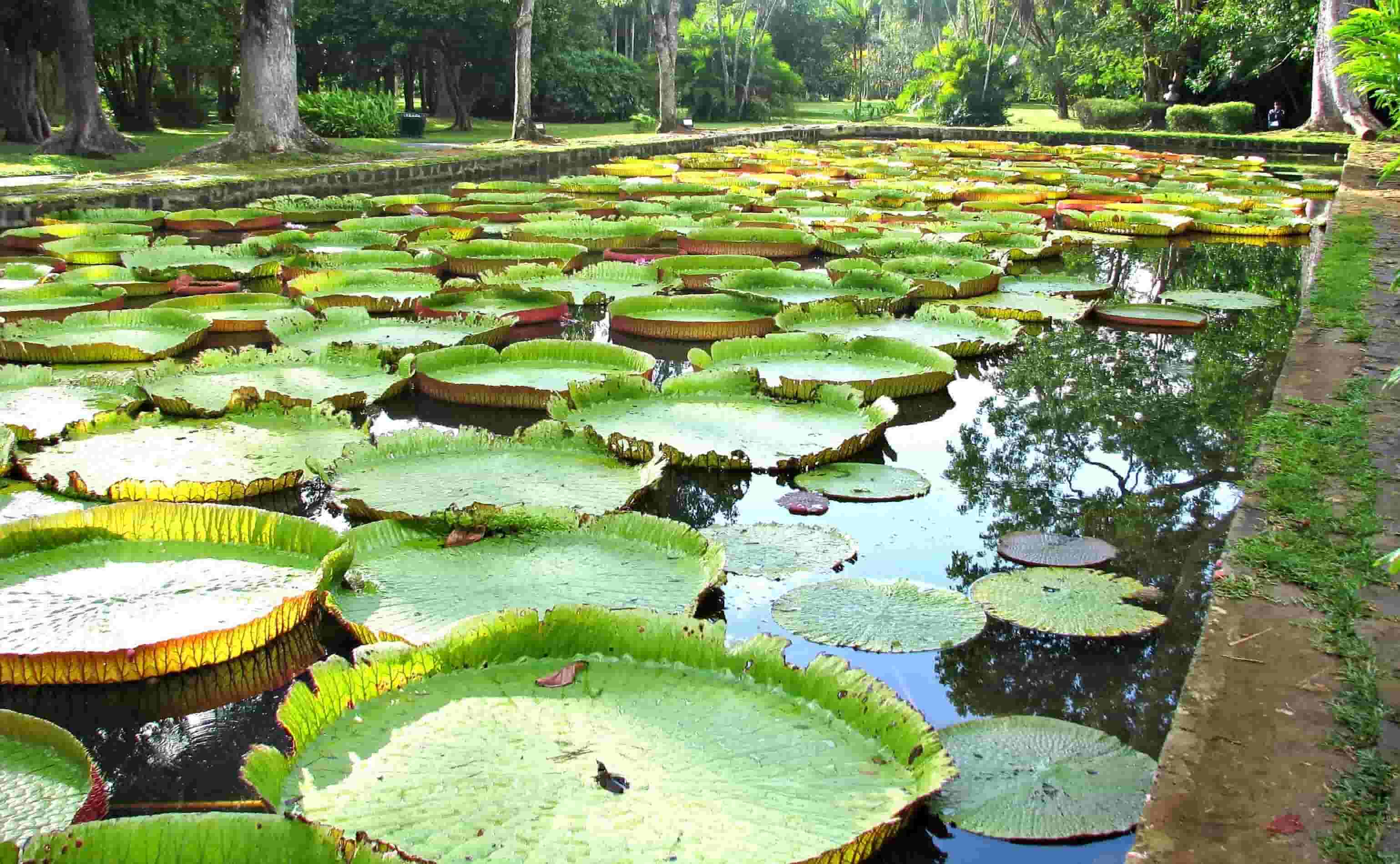 Pamplemousses Garden - Mauritius