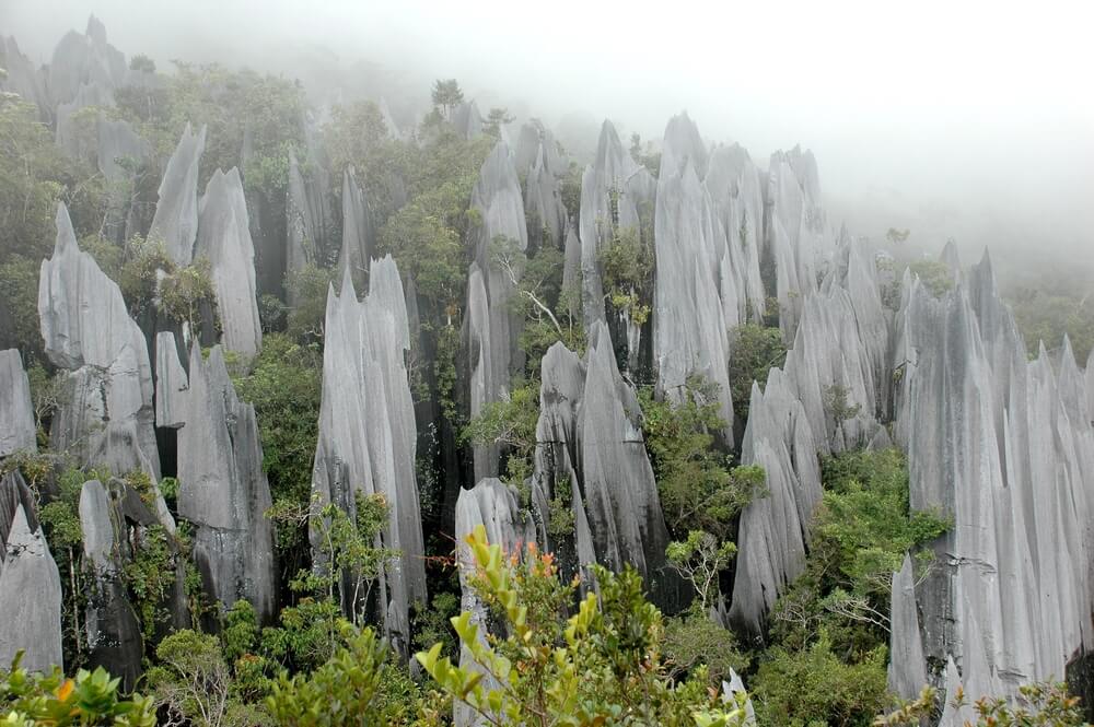 Gunung Mulu National Park. Borneo. Malaysia