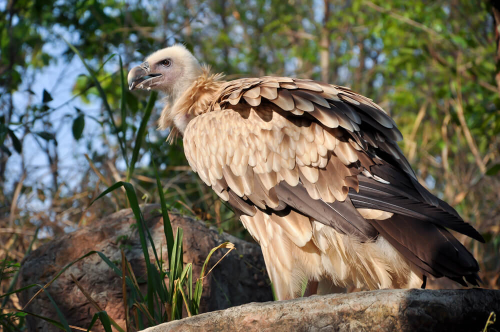 The Himalayan Vulture or Himalayan Griffon Vulture
