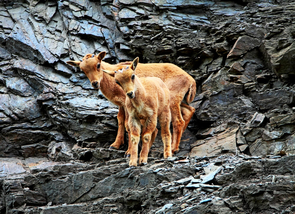 Barbary sheep at Himalayan Zoo