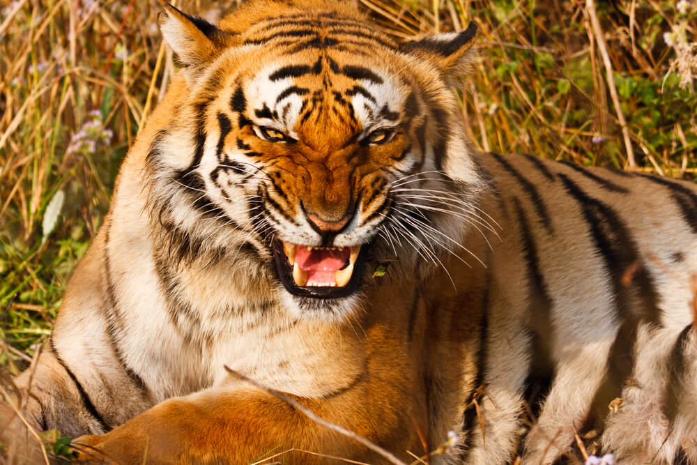 Corbett Tiger - Jim Corbett National Park