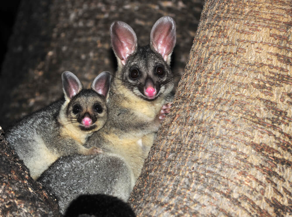 Australian common brush tailed possum with baby, Townsville