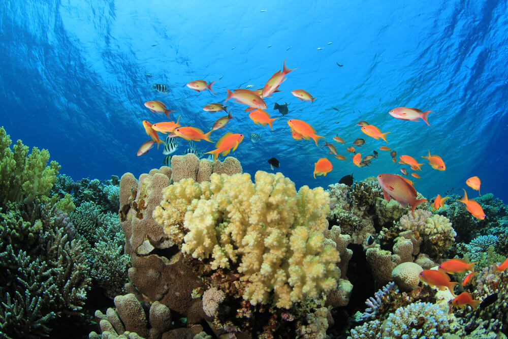 Coral Reefs in Australia