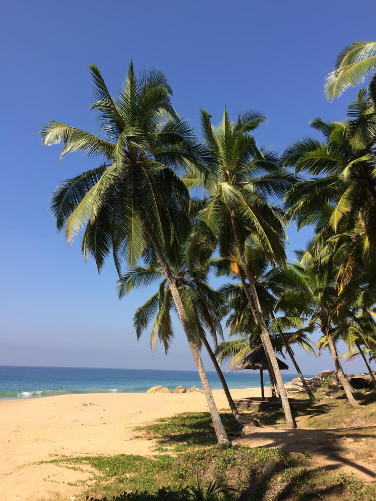 Seashore with Stones and Palm Trees, Kerala