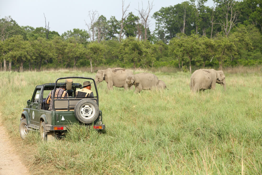 Jeep Safari - Jim Corbett National Park