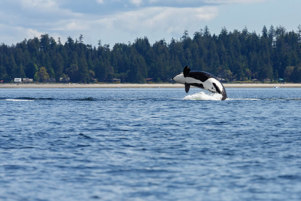 Orca Jumps Out of The Sea