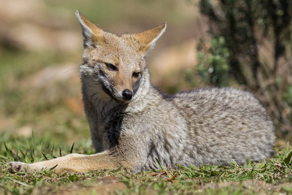 Graxaim, el Zorro de las Pampas