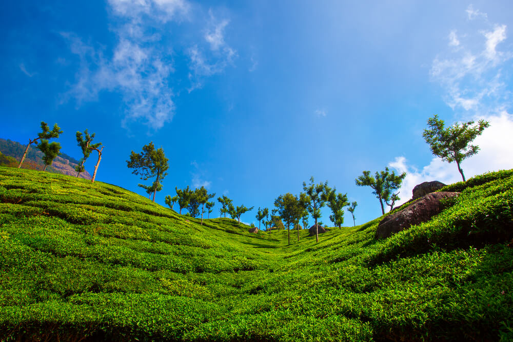 Tea Field in Coonoor