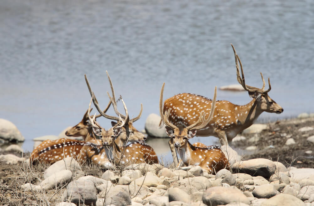 Deer Park - Yercaud