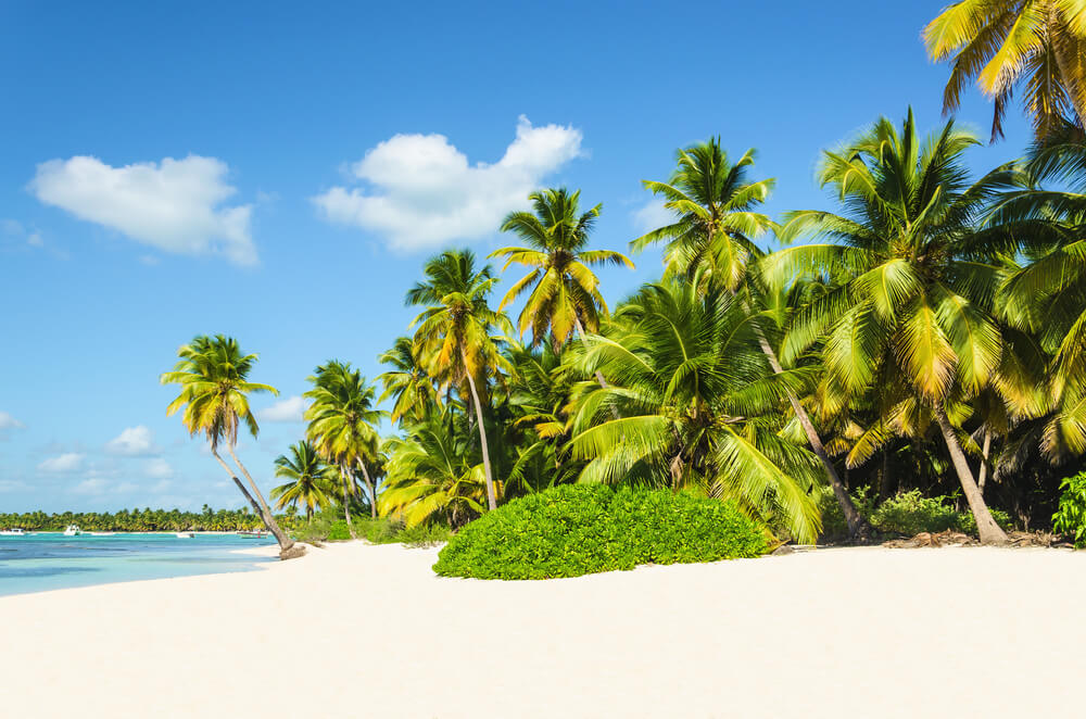 Palm Trees - Mauritius