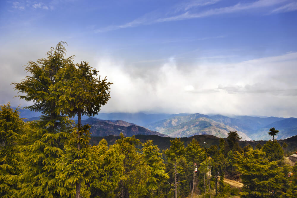 Trees With Mountain Range - Trip To Kufri