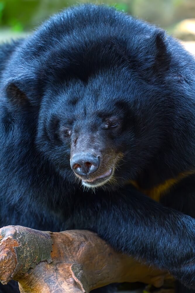 Wild Life Zoo