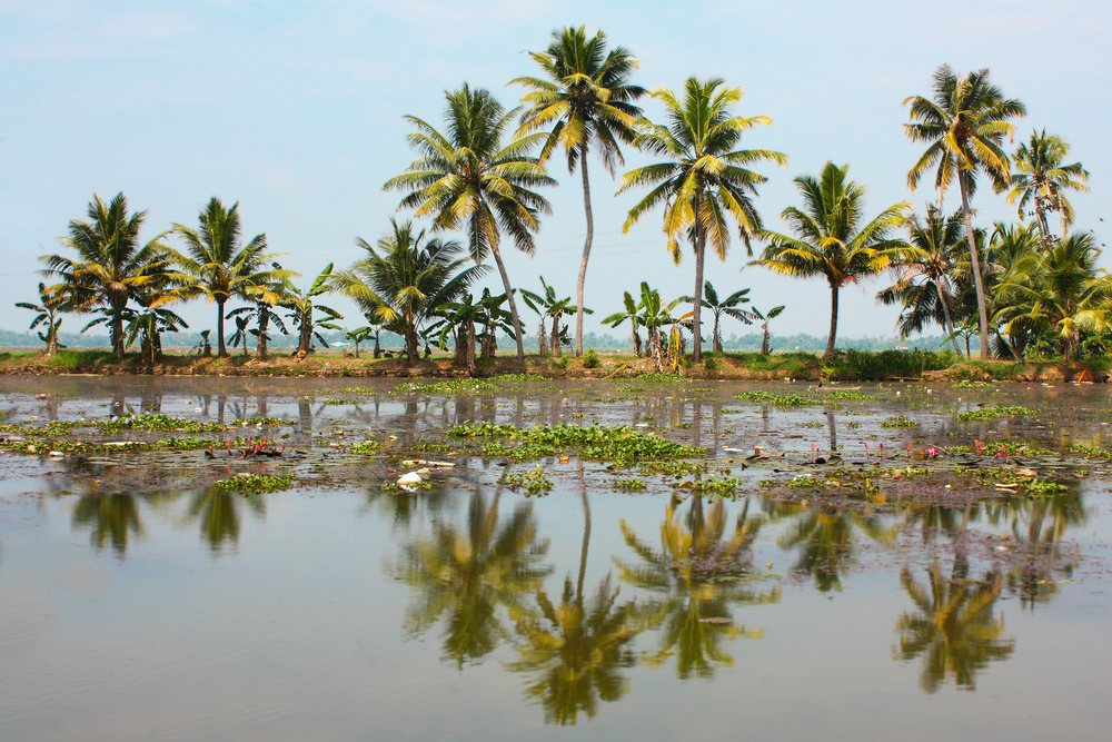 Palm Trees - Backwaters of Kerala