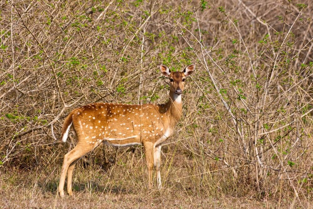 Chital Doe in Bandipur National Park