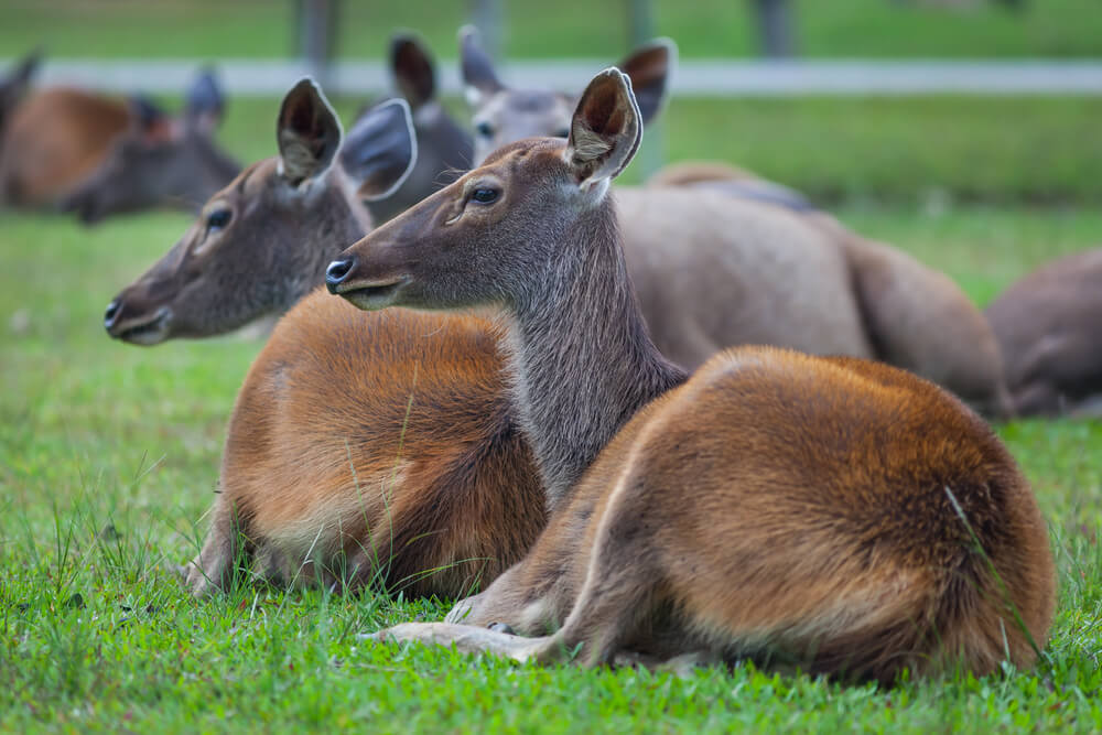 Female Sambar Deer