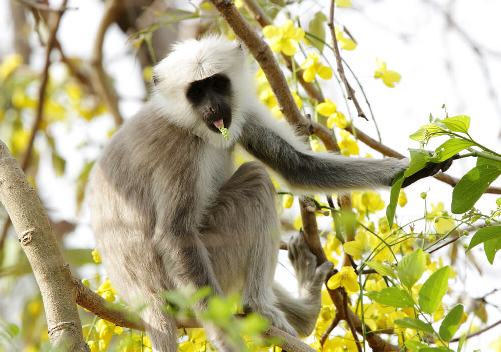 Grey Langur - National Parks Of India