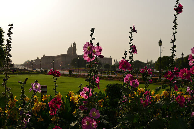 Delhi, NCR - Floral Destination