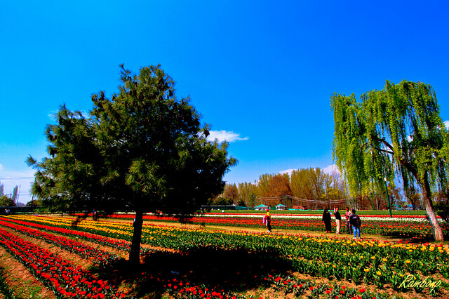Tulip Garden, Srinagar