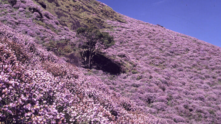 The rare bloom of Neelakurinji in Munnar