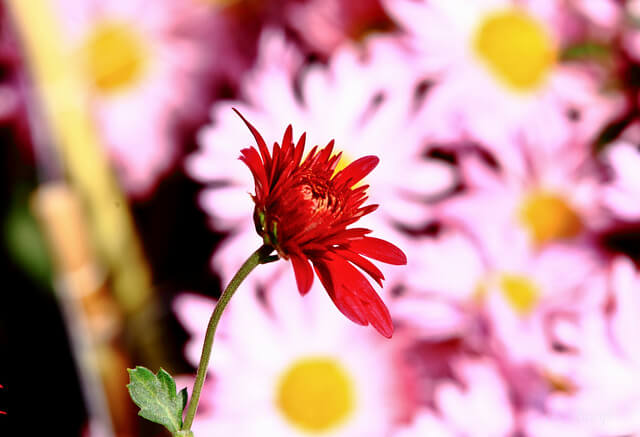 Chrysanthemums Show, Chandigarh