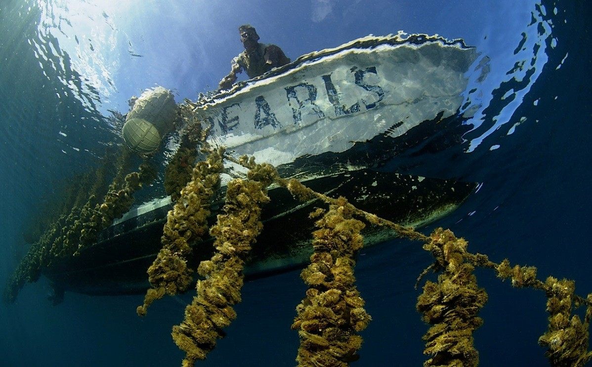 Pearls at Savusavu