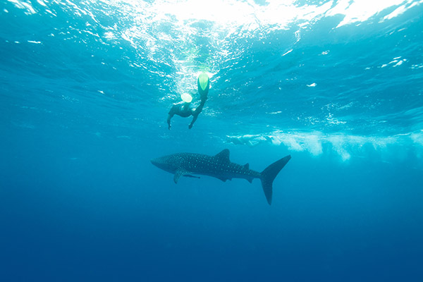 Shark Safari