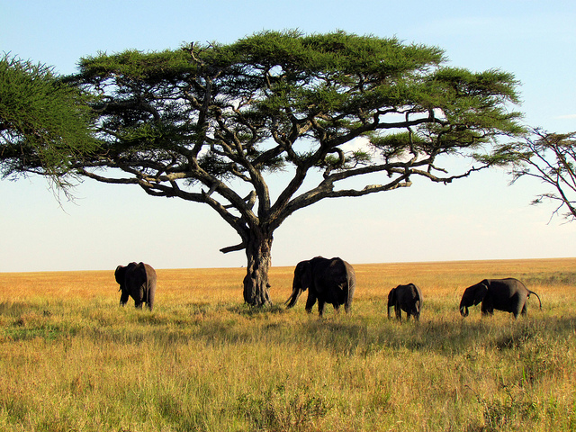 Africa