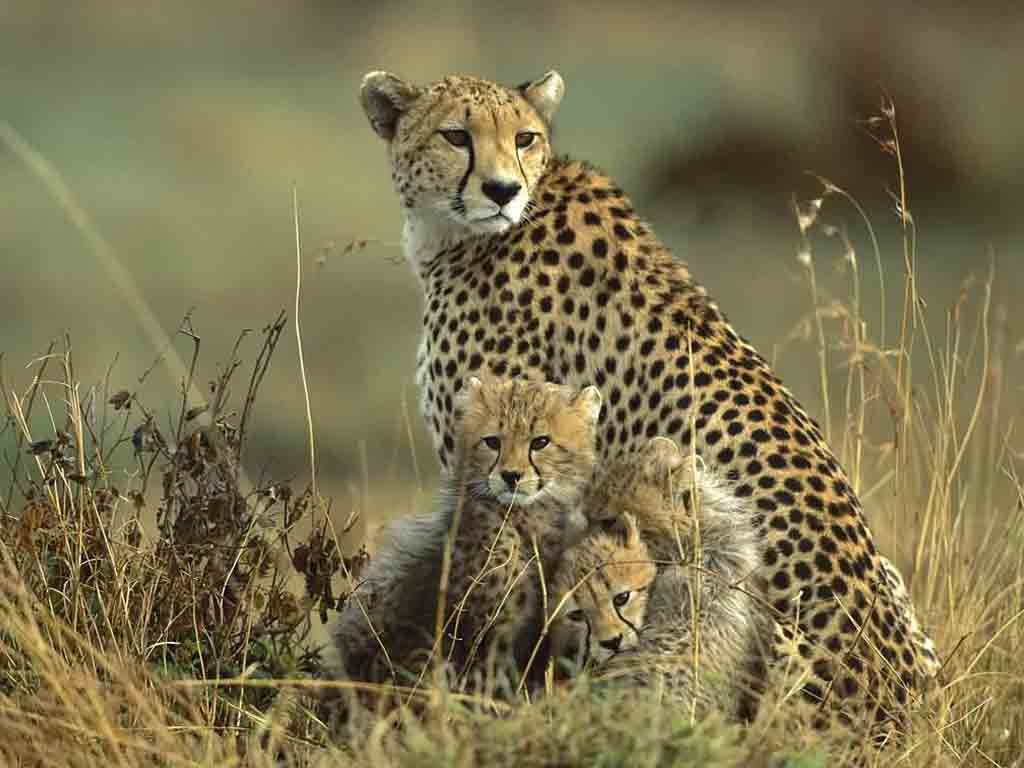 Himachal Wildlife