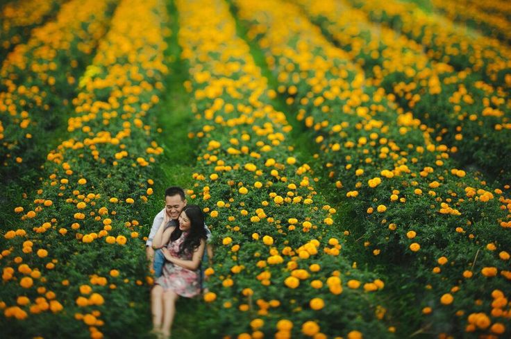 Bali Golden Fields