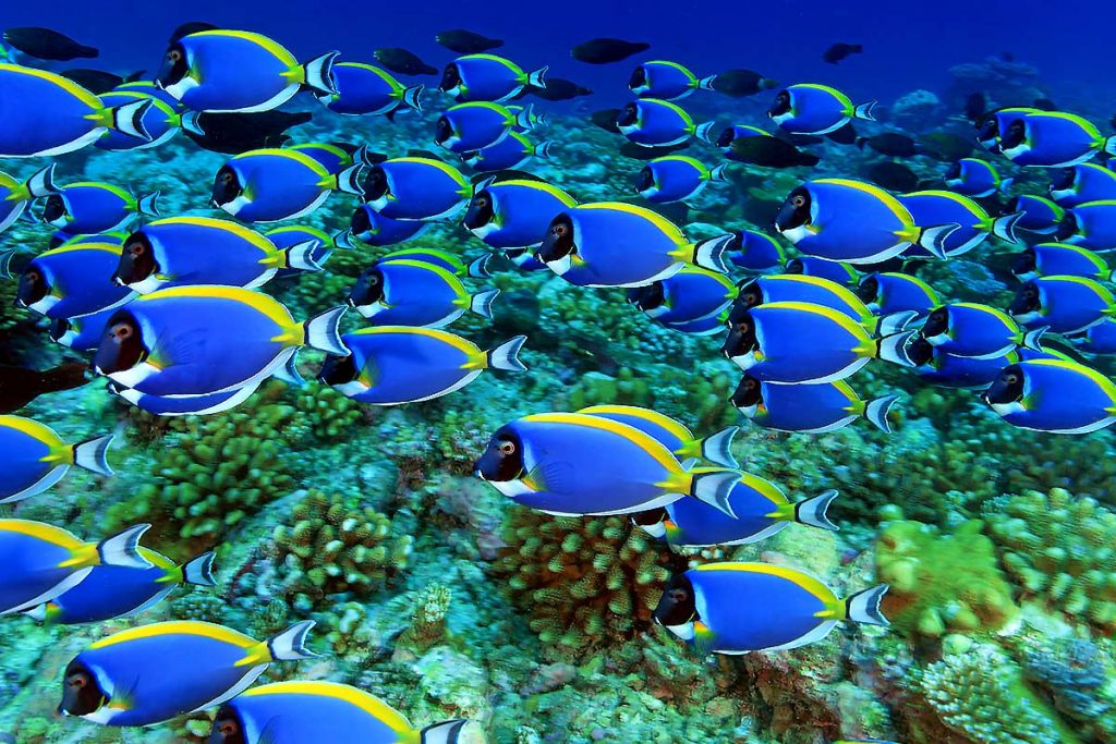 Maldives waters