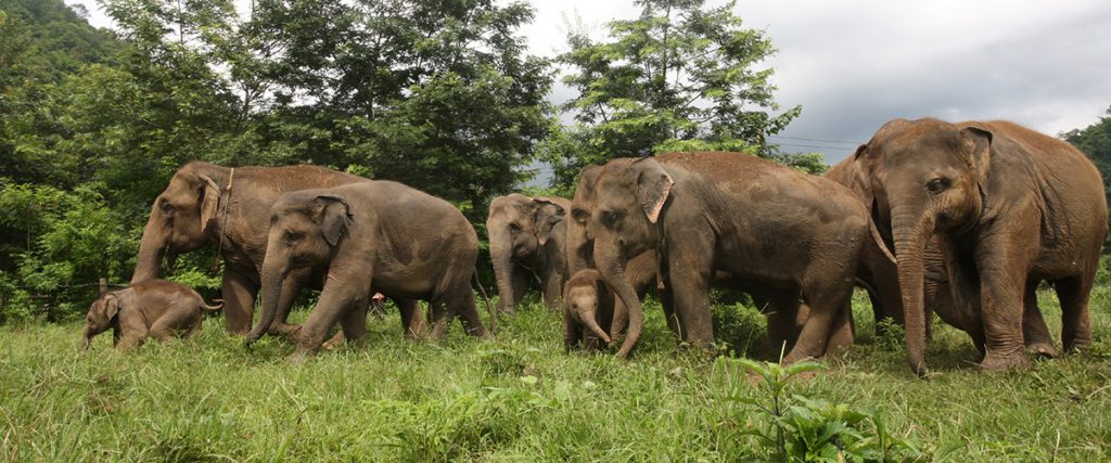 Elephant Nature Park
