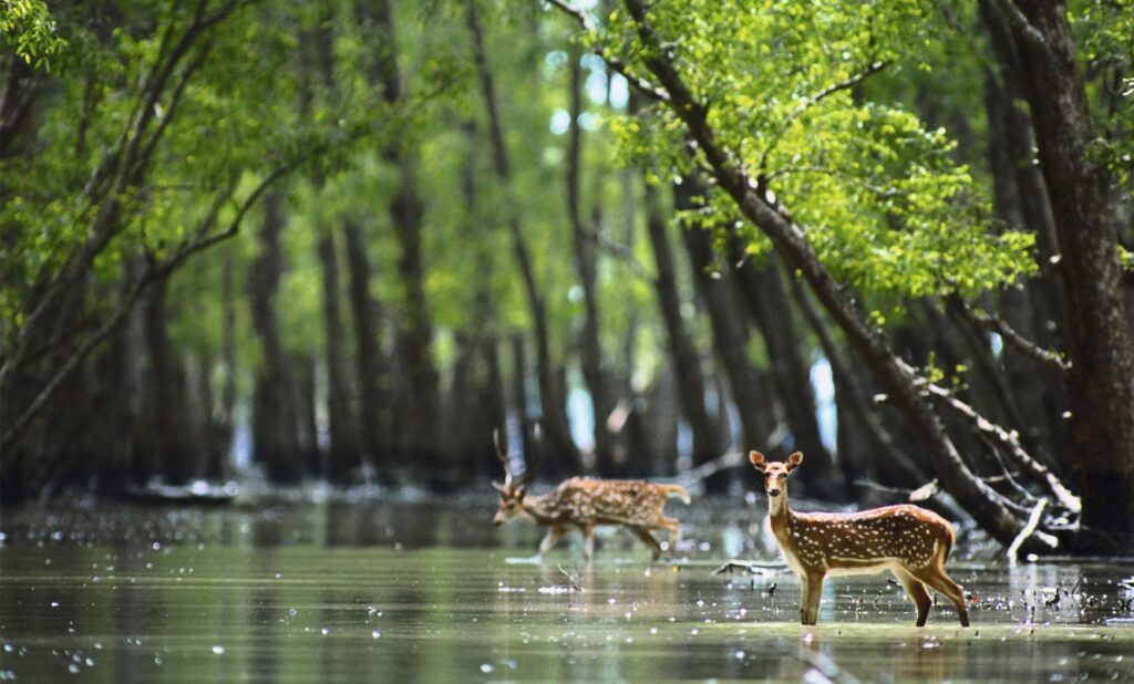 Weekend Getaway Sundarbans
