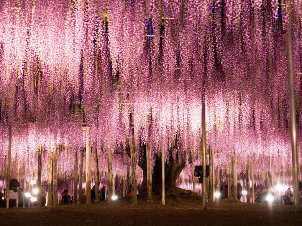 Beautiful places in the world Ashikaga Flower Park: Ashikaga, Japan