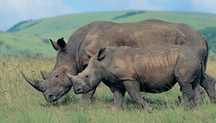 The Wild Grass Lodge, Kaziranga National Park, Assam