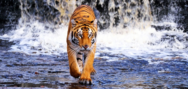 Sunderbans