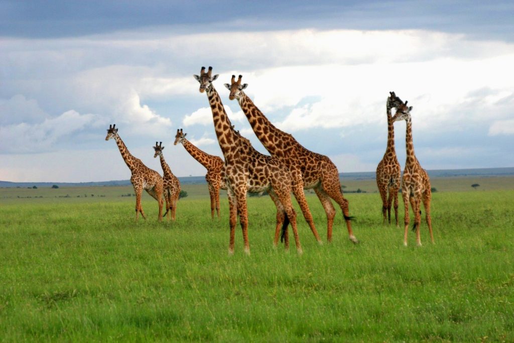 Kenya-Safari