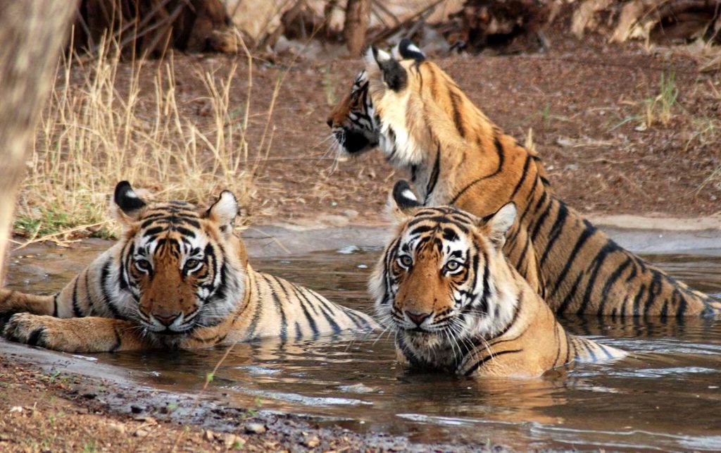Jim Corbett National Park, Uttarakhand - Summer Vacation