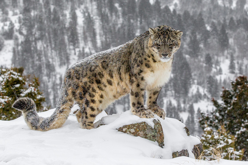 Great Himalayan National Park