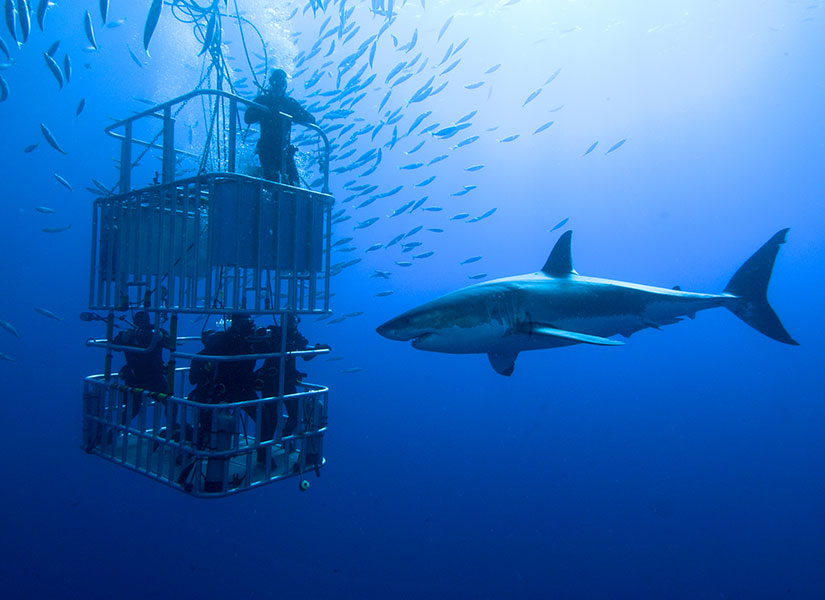 Dyer Island, South Africa