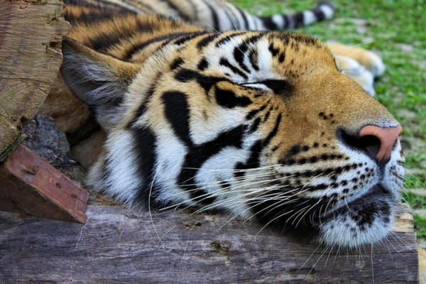 Tiger Kingdom in Phuket - Things To Do In Phuket Tiger Kingdom in Phuket - Things To Do In Phuket
